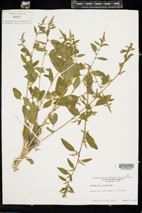 Chenopodium polyspermum image