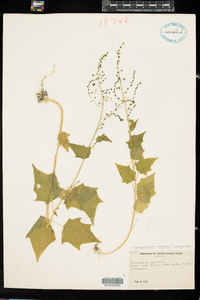 Chenopodium simplex image