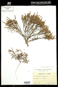 Image of Salicornia rubra