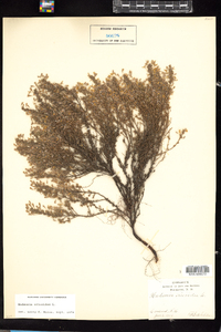 Hudsonia ericoides image