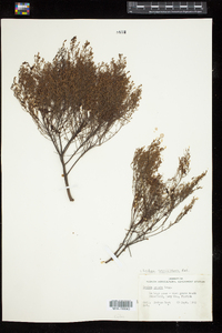Lechea sessiliflora image