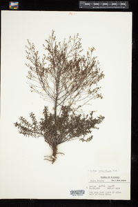 Lechea sessiliflora image