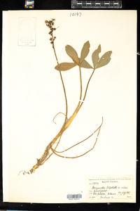 Menyanthes trifoliata image