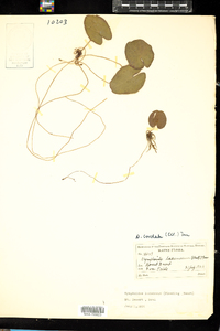 Nymphoides cordata image