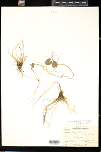 Nymphoides cordata image