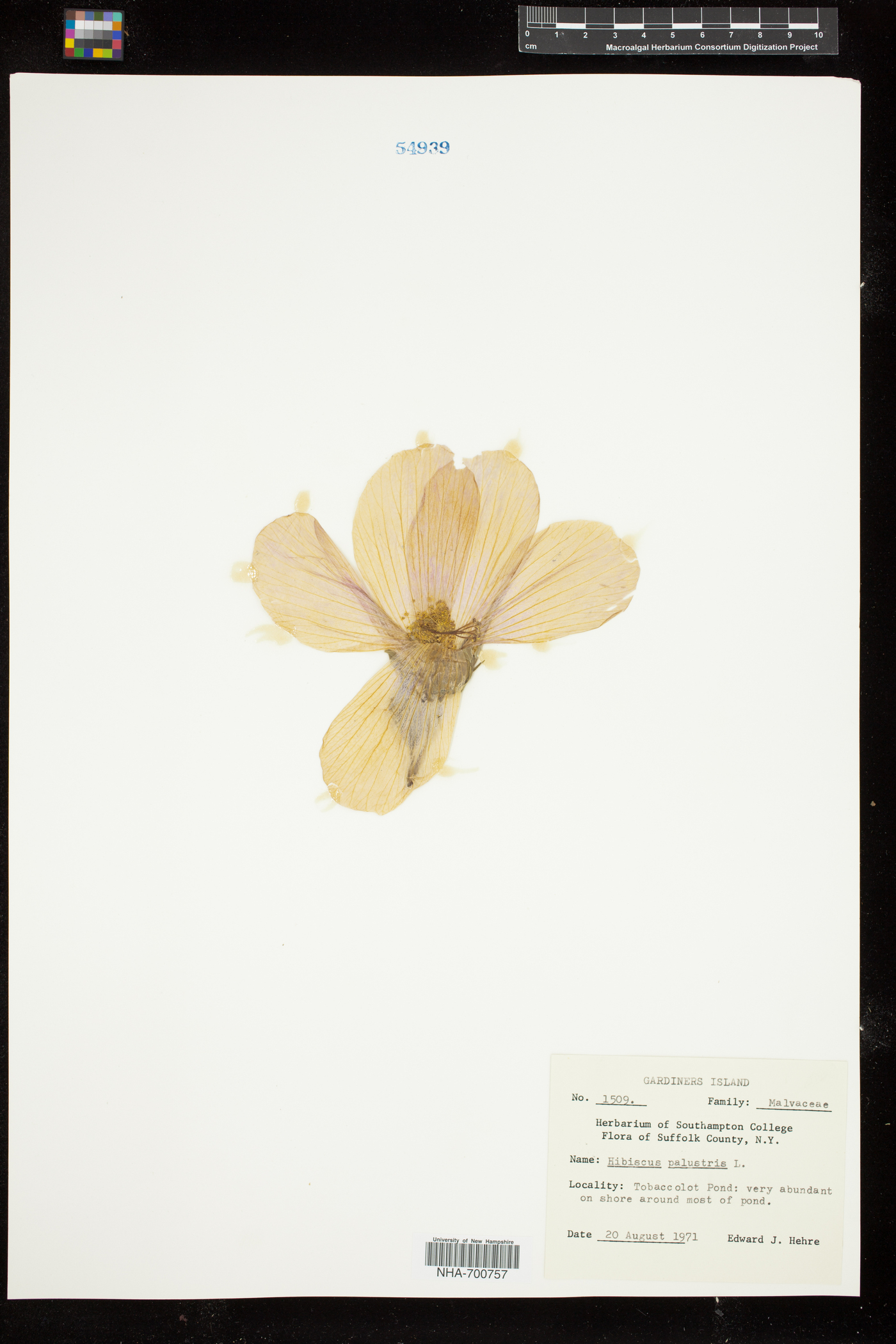 Hibiscus moscheutos subsp. moscheutos image