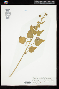 Kosteletzkya pentacarpos image