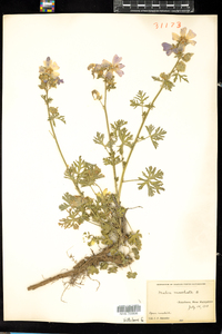 Malva moschata image