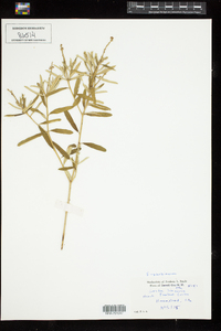 Croton cascarilla image