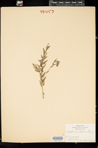 Lythrum alatum image