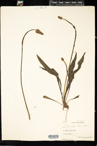 Plantago lanceolata image