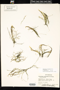 Podostemum ceratophyllum image