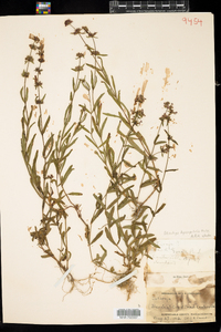 Stachys hyssopifolia image