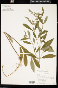 Teucrium scorodonia image
