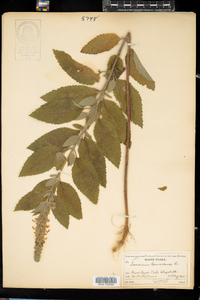 Teucrium canadense image