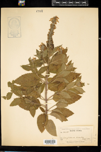 Teucrium canadense image