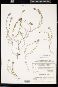 Thymus pulegioides image