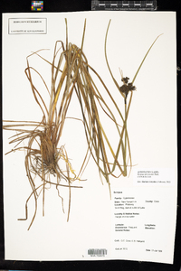 Scirpus atrocinctus image