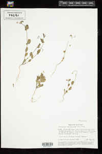 Coronilla scorpioides image