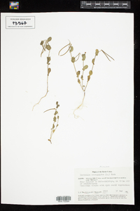 Coronilla scorpioides image