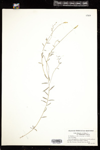 Polygala verticillata var. dolichoptera image