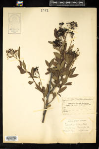 Ceanothus herbaceus image