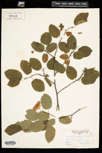 Amelanchier arborea image