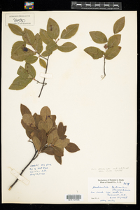 Amelanchier bartramiana image