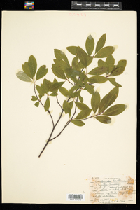 Amelanchier bartramiana image