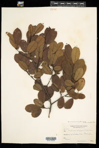 Amelanchier canadensis image