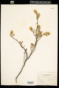 Amelanchier canadensis image