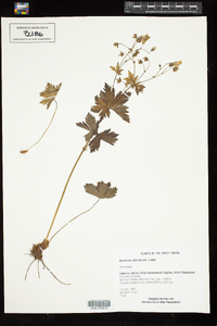 Image of Geranium albiflorum