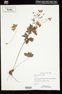 Geranium albiflorum image