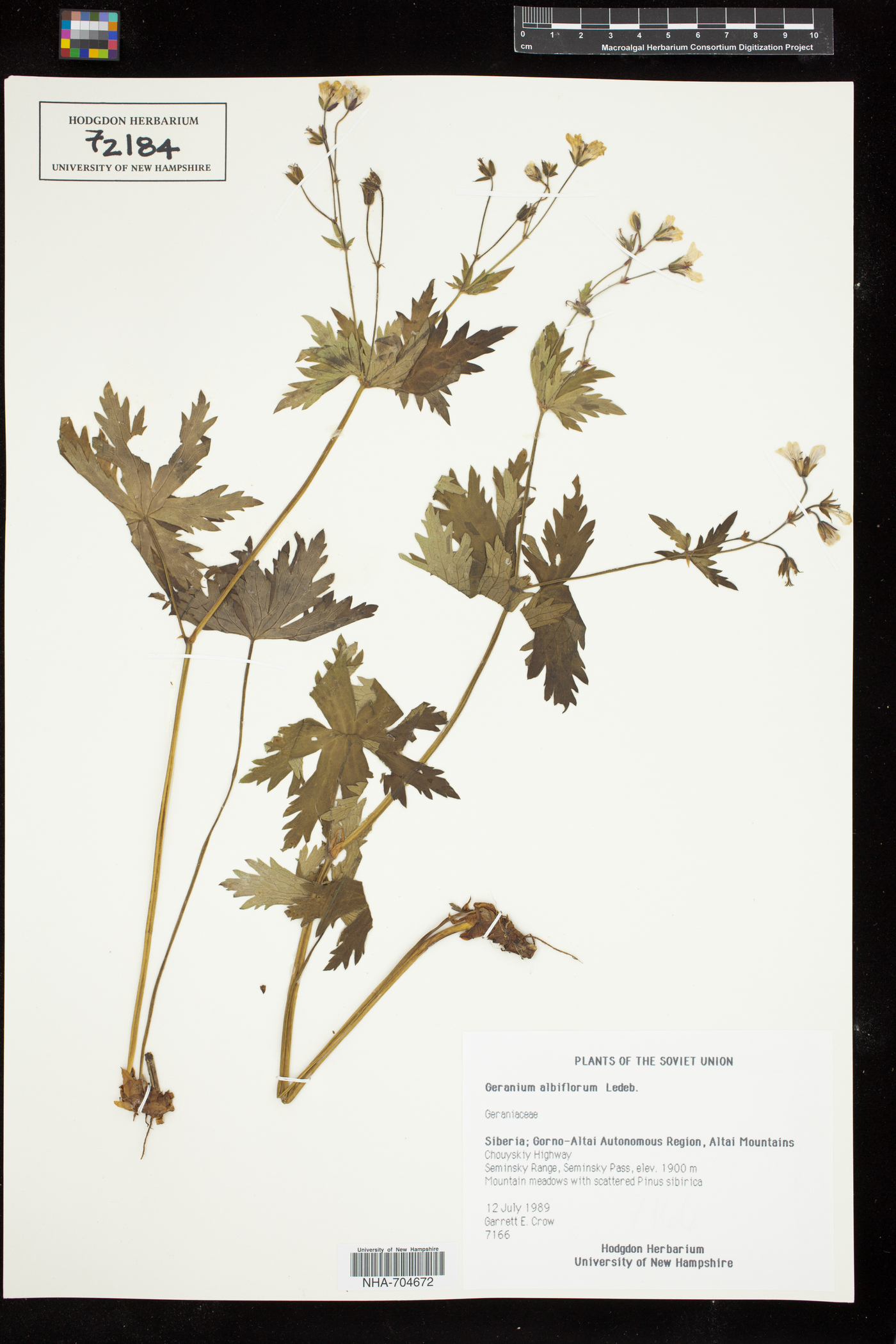 Geranium albiflorum image