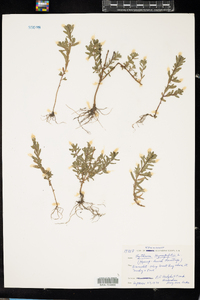 Lythrum hyssopifolium image