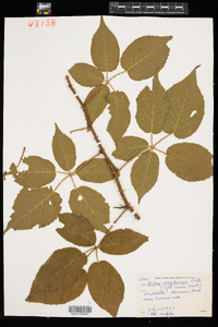 Rubus allegheniensis image