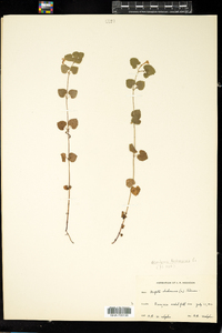 Glechoma hederacea image