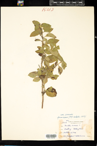 Mentha arvensis image