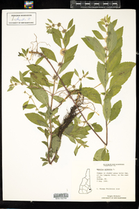 Mentha arvensis image