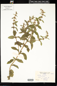 Mentha arvensis image