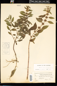 Mentha arvensis image