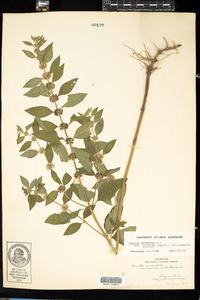 Mentha arvensis image