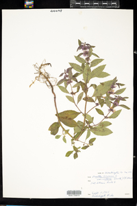 Mentha arvensis image