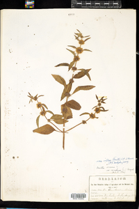 Mentha arvensis image