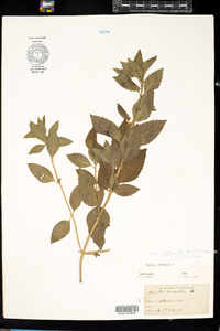 Mentha arvensis image