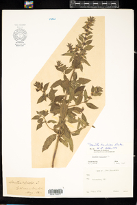 Mentha gracilis image