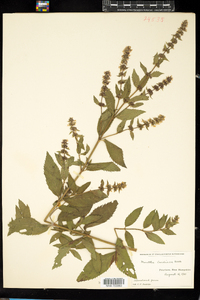 Mentha gracilis image