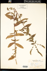 Mentha spicata image