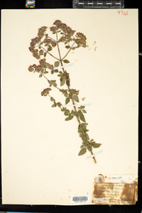 Origanum vulgare image