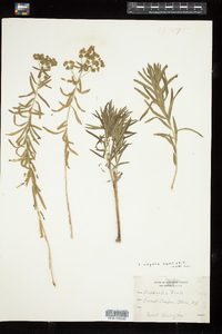 Euphorbia esula var. uralensis image